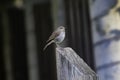 A tiny little Hermit Thrush