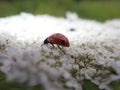 ladybug pollinating on white flower weed KEEP GOING, never give up Royalty Free Stock Photo