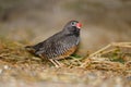 Tiny little male african quailfinch sitting on a sandy ground and dried grasses Royalty Free Stock Photo