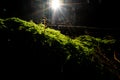 Tiny little mushroom illuminated by sun rays in the green moss Royalty Free Stock Photo