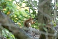 Tiny little red squirrel gathering food in his hands Royalty Free Stock Photo