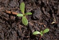 Tiny, little sunflower seedlings