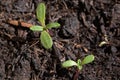 Tiny, little sunflower seedlings