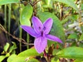 A tiny little violet flower in a earthen pot in my rooftop Royalty Free Stock Photo