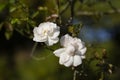 tiny little white rose with bokeh background Royalty Free Stock Photo