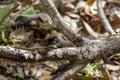 Tiny Lizard on a Branch Royalty Free Stock Photo