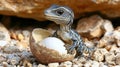 Tiny lizard emerging from egg Royalty Free Stock Photo