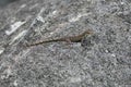 Tiny lizard in Puerto Rico rainforest Royalty Free Stock Photo