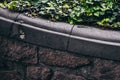 Tiny lizard resting on top of a wall that is getting covered by Royalty Free Stock Photo