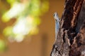 Tiny lizard sitting on branch Royalty Free Stock Photo