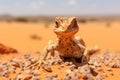 A tiny lizard sitting calmly on top of a stack of rocks in its natural environment, View of a lizard, a reptile in the Sahara