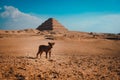 Tiny lonely sad puppy standing in the middle of the desert with the pyramids of saqqara in the background. Stray hungry dogs roam