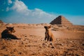Tiny lonely sad puppy standing in the middle of the desert with the pyramids of saqqara in the background. Stray hungry dogs roam