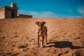 Tiny lonely sad puppy standing in the middle of the desert with the pyramids of saqqara in the background. Stray hungry dogs roam