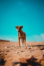 Tiny lonely sad puppy standing in the middle of the desert with the pyramids of saqqara in the background. Stray hungry dogs roam