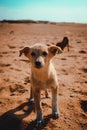 Tiny lonely sad puppy standing in the middle of the desert with the pyramids of saqqara in the background. Stray hungry dogs roam