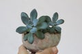 The small and lovely succulent pot background