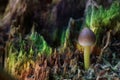 Tiny macro cosmic mushrooms toadstools Royalty Free Stock Photo