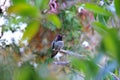 Colorful Male Anna Hummingbird Attracting Its Mate