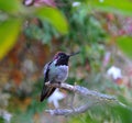 Colorful Male Anna Hummingbird Attracting Its Mate