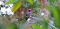 Colorful Male Anna Hummingbird Attracting Its Mate