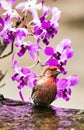 Tiny male redheaded finch. Royalty Free Stock Photo