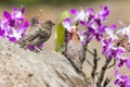 Tiny male redheaded finch. Royalty Free Stock Photo