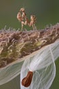 Tiny Mantis on Milkweed Royalty Free Stock Photo