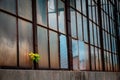 Maple tree seedling growing from window sill of abandoned factory buidling with broken, dirty window panes, grime and rust