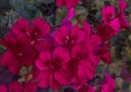 Tiny maroon flowers on the border Royalty Free Stock Photo