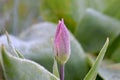 Tiny Maroon Tulip Flower Bud with Water Drops Royalty Free Stock Photo