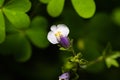 Tiny Mazus Pumilus flower. The flower color is purple and white with yellow spot on the throat Royalty Free Stock Photo