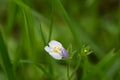 Tiny Mazus Pumilus flower. The flower color is purple and white with yellow spot on the throat Royalty Free Stock Photo