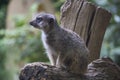 Tiny Meercat sitting on log watching alert to its surroundings Royalty Free Stock Photo