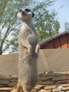 cute meerkat looking around Royalty Free Stock Photo