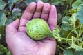 Tiny melons in the garden, immature tiny melon pictures,