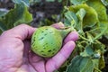 Tiny melons in the garden, immature tiny melon pictures, Royalty Free Stock Photo