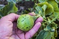 Tiny melons in the garden, immature tiny melon pictures,