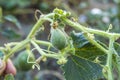 Tiny melons in the garden, immature tiny melon pictures, Royalty Free Stock Photo