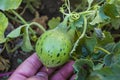 Tiny melons in the garden, immature tiny melon pictures,