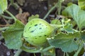 Tiny melons in the garden, immature tiny melon pictures, Royalty Free Stock Photo