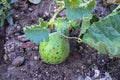 Tiny melons in the garden, immature tiny melon pictures, Royalty Free Stock Photo