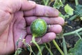 Tiny melons in the garden, immature tiny melon pictures,