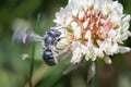 A tiny metallic blue Osmia Mason Bee pollinating a white clover flower while in flight.