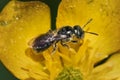 A tiny Small Carpenter Bee (Xylocopinae, Ceratina) on a yellow flower