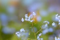 Tiny Michigan wild flowers