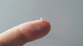 Tiny microchip on tip of human finger, on pale grey background. Copy space. Macro. Royalty Free Stock Photo
