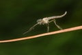 Tiny midge fly on a plant stem. Royalty Free Stock Photo