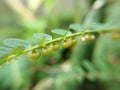 Tiny Mimosa pudica fuits on petiole