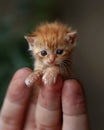 tiny miniature baby cat on a human finger , blurred background